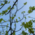 branche de figuier