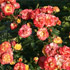 bouquet de roses